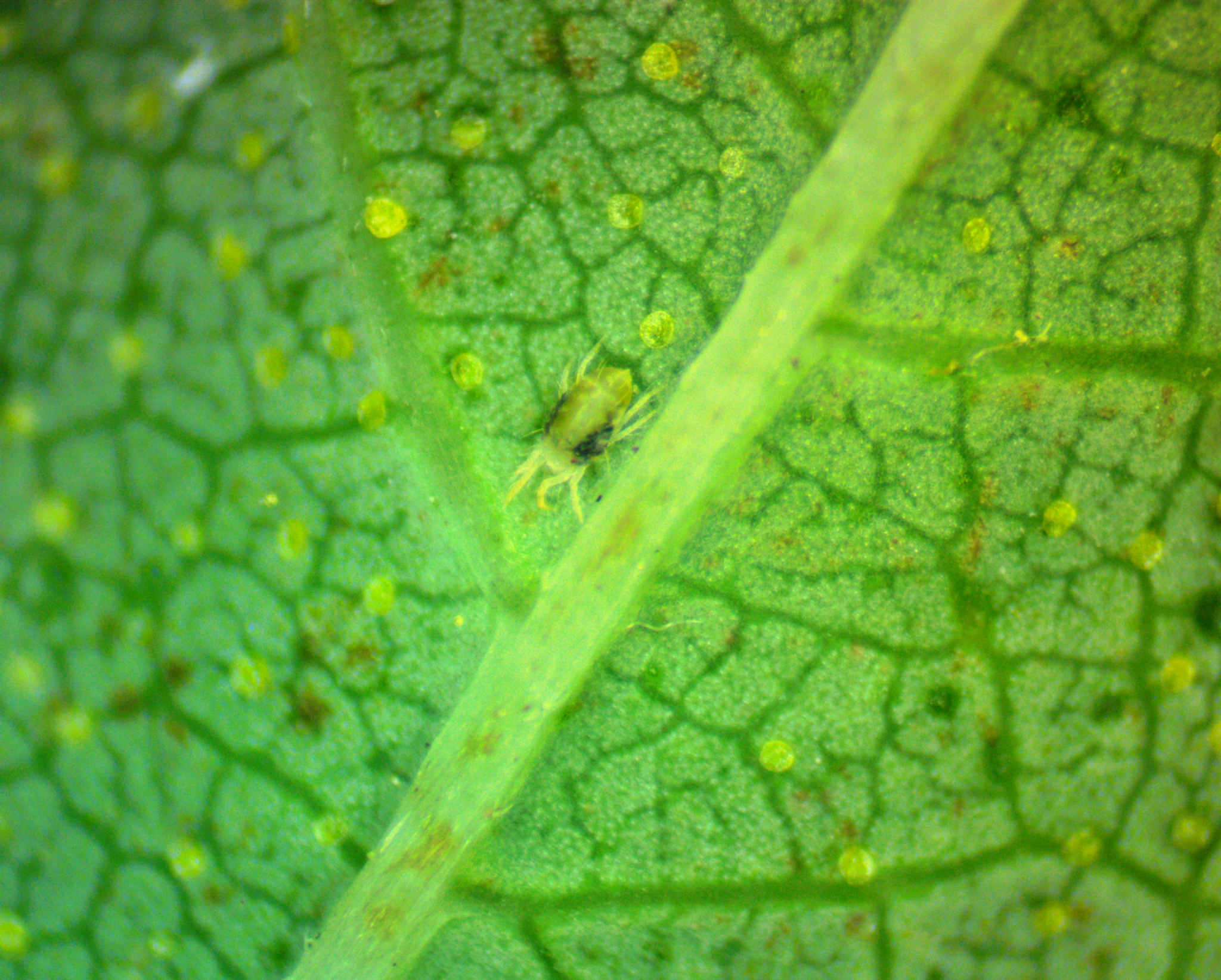 Adult mite on leaf.